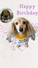 「Dog salon mofu mofu　余市町」