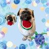 「Dog salon mofu mofu　余市町」