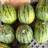 宮崎産のあまい小玉スイカ「マダーボール」🍉店頭にて販売中！