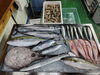 「📣本日のお魚情報🐟」