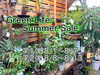 「Green Life Summer Sale 始まりました❗️」