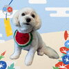 「Dog salon mofu mofu　余市町」