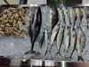 「📣本日入荷のお魚情報🐟」