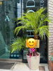 「お祝いに観葉植物はいかがですか」
