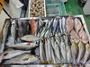 「📣本日のお魚情報🐟」