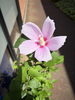 むくげ「槿(むくげ)が咲きました🌸」