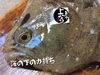「天然ヒラメ入荷致しました！」