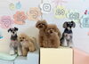 サク♡まる♡にこ♡くま♡Ｈこなつ「ましゅまろ幼稚園🐾」