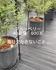 「ブルーベリー🫐600本‼️毎日欠かせないのが…」