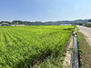 田園風景「夏の田園風景に癒されて☀️――西多摩エリアの暮らしの魅力」