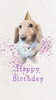 「Dog salon mofu mofu　余市町」