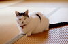 「ペットと畳の愛称は？プロの畳屋が解説します」