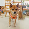 うめちゃん「今日のお友達」