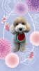 「Dog salon mofu mofu　余市町」