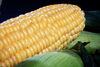 ゴールドラッシュ「ゴールドラッシュ・ピュアホワイトの出荷が始まりました🌽」