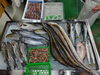 「📣本日のお魚情報🐟」