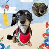 「Dog salon mofu mofu　余市町」