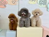 ルルちゃん♡リリーちゃん♡ハッピーちゃん「ましゅまろ幼稚園🐾」