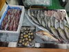「📣本日のお魚情報🐟」