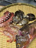 「【魚も酒も自ら厳選する瑞江の小料理屋】」