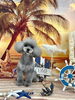 ココちゃん「サンセットビーチ🏖️」