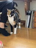 猫と暮らす「お寺の日常に癒しを添える、猫たちとのふれあい」