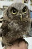 スピックスコノハズク1「🦉新しい家族をお迎えしませんか？」
