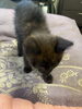 捨て猫のモモです。毎日元気に過ごしています。「平成7年創業。あなたのお悩みを必ず解決致します。無理な営業は一切致しません。ご連絡お待ちしています。」