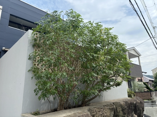 作業後!風通し良くスッキリしました(^^)「川西市寺畑で庭木の剪定をしました!」