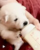 生後25日サモエド咲茉ちゃんベビー「サモエド子犬産まれました【サモエドブリーダー札幌市北区 ノルディカエマリス ケネルcatbeard】」