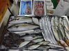 「📣本日のお魚情報🐟」