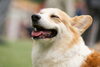 「【船橋市】犬の死亡届の手続き方法」