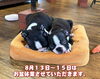 「8月１３日〜１５日はお盆休業させていただきます🙇‍♀️」