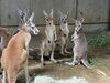 群れに戻ったマキ(右)「アカカンガルー「マキ」の群れ復帰」