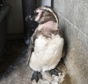 搬入されたフンボルトペンギン「動物交換のお知らせ」