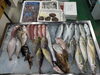 「📣本日のお魚情報🐟 」