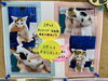 「子猫の里親さん決定のお知らせ」