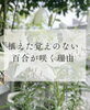 おばあちゃんがそっと見守ってくれてるみたいです「植えた覚えのない百合が咲く理由[米子レイキ講座]」