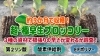 早目に収穫可能なブロッコリー「誰よりも早く育てたい！　極早生ブロッコリーの育苗期　１０月から収穫できます！　たねのハシモトミヤ」