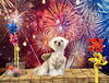 BuBu  打ち上げ花火みてるような目線　笑「夏の花火🎆　うちの子」