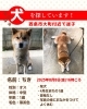 「【西条市大町】迷い犬を探しています（不明になった日：2025年8月8日）」