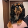 【お客様犬】メイプルちゃん「「ワンちゃんと一緒に出雲旅に行きたーい！！」←そのご要望、神楽荘にお任せください！」