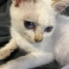 可愛い保護猫