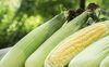 「ハマラノーエンさんの生とうもろこしが登場🌽」
