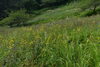 「入笠山の花々はまるでスターマインのように咲き誇ります」