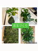 「苔玉づくりご予約受付中！【扶桑町/レンタルサロン/シェアサロン/Lumina Labo】」