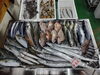 「📣本日のお魚情報🐟」