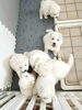 咲茉ちゃんベビー33日目「サモエド子犬スクスク育っています【サモエドブリーダー北海道　ノルディカエマリスケネル　Nordica Emalis kennel】」