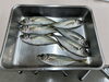 アジ「ひだち教室体験活動記Vol.68〜三度魚捌き体験〜」