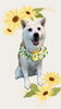 「Dog salon mofu mofu　余市町」